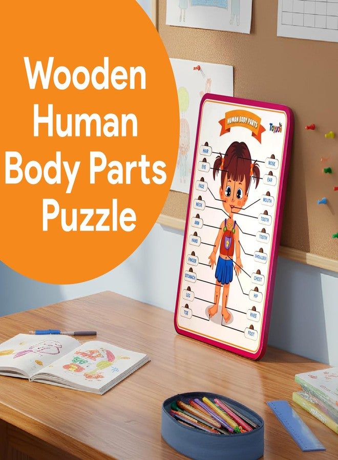 TOYJOS Wooden Body Part Puzzle for Kids | 3+ Educational Jigsaw Board Game Learning Toys for Toddlers | Kids Brain Development Skills Boys Girls (Pack of 1) - Image 2
